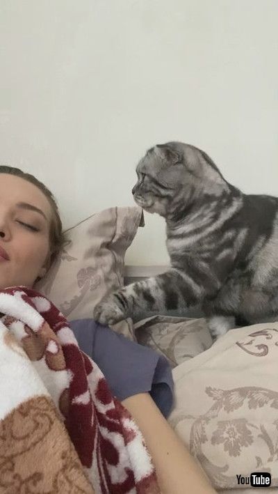 「Gentle Kitty Tries to Wake Its Human || ViralHog」
