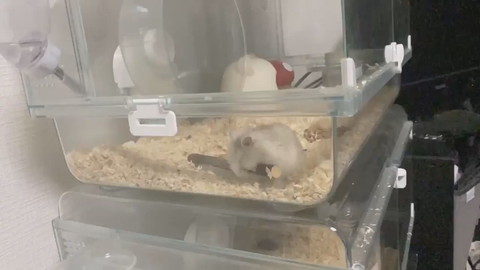 クセの強いハムちゃん