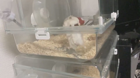 クセの強いハムちゃん