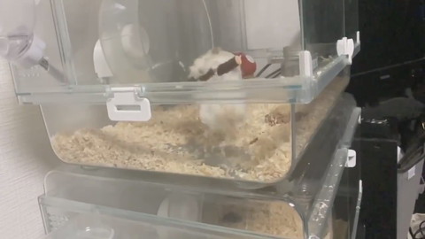 クセの強いハムちゃん