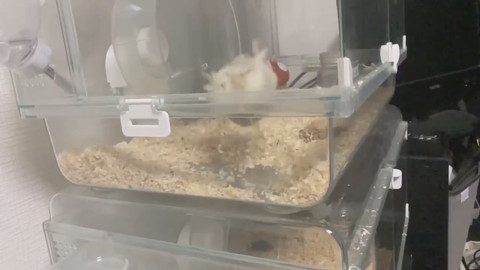 クセの強いハムちゃん