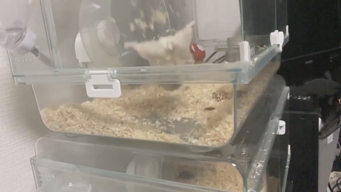 クセの強いハムちゃん