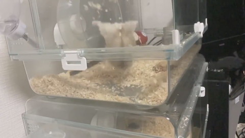 クセの強いハムちゃん