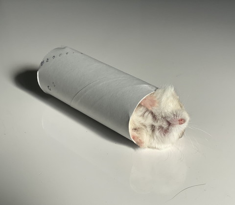 あるくんいろいろ