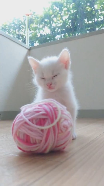 寝落ちする子ネコちゃん