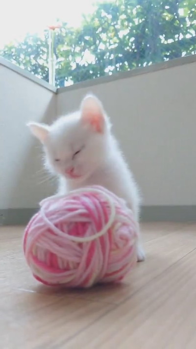 寝落ちする子ネコちゃん