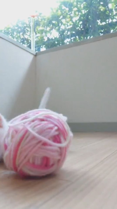 寝落ちする子ネコちゃん