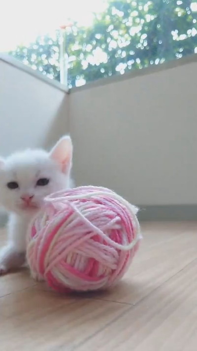 寝落ちする子ネコちゃん