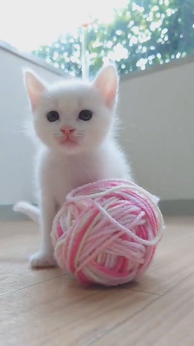 寝落ちする子ネコちゃん