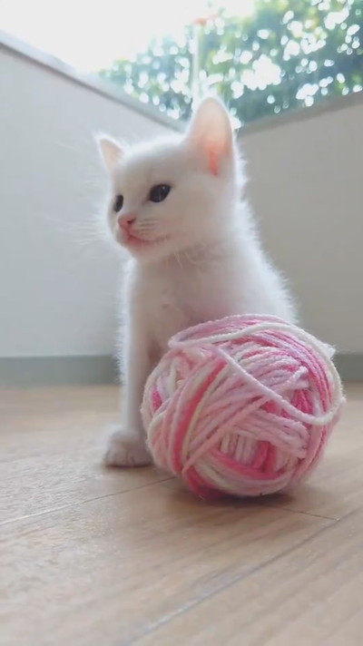 寝落ちする子ネコちゃん