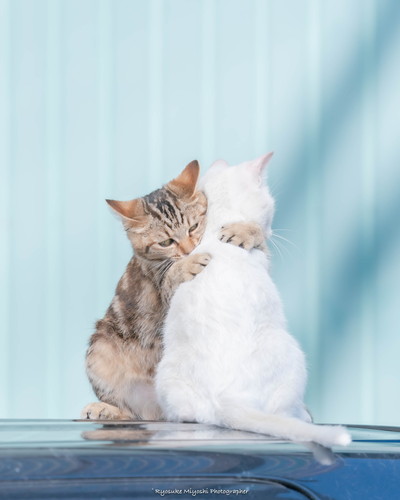 ネコちゃんいろいろ