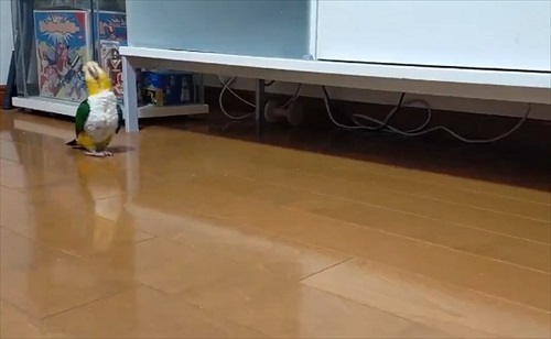 フェードアウトしていくインコ