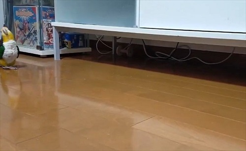 フェードアウトしていくインコ