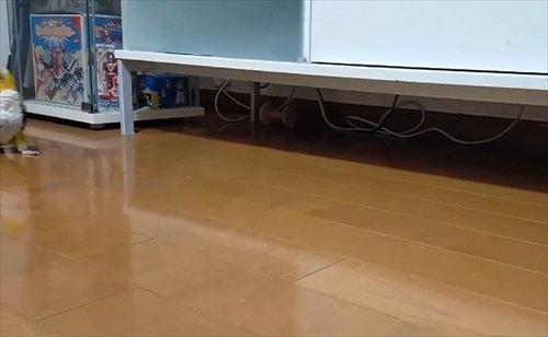 フェードアウトしていくインコ