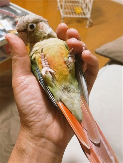 フェードアウトしていくインコ