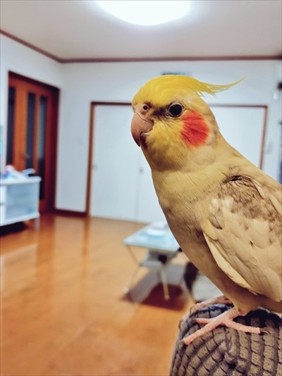 フェードアウトしていくインコ