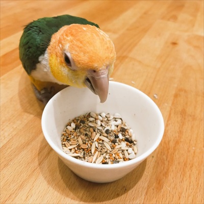 フェードアウトしていくインコ