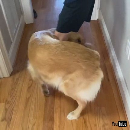 「Golden Retriever Traps and Pulls Son || ViralHog」