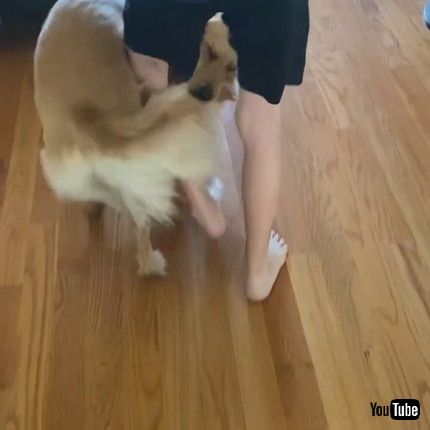 「Golden Retriever Traps and Pulls Son || ViralHog」