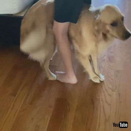 「Golden Retriever Traps and Pulls Son || ViralHog」