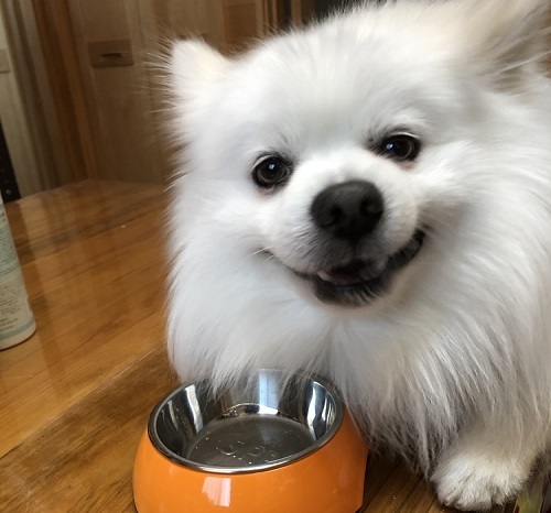 ペット手帳 ベストショット