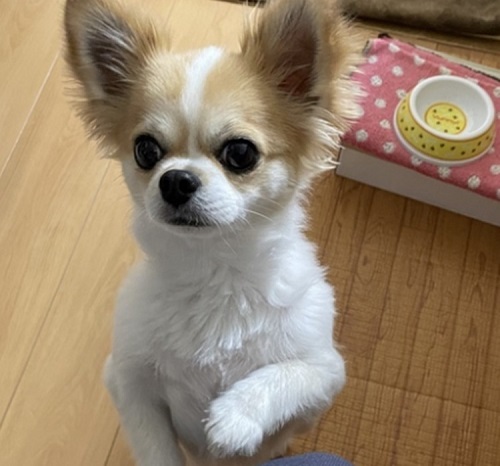 ペット手帳 ベストショット