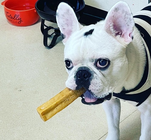 ペット手帳 ベストショット