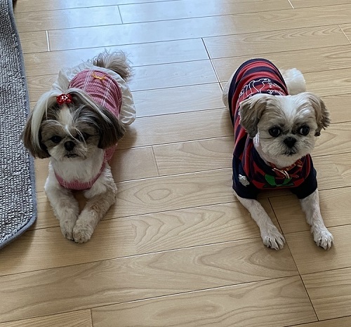 ペット手帳 ベストショット