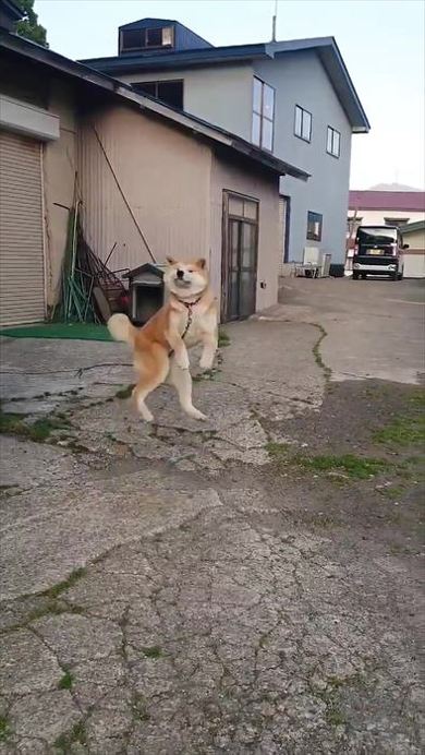 犬