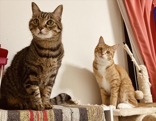 猫のことは把握済