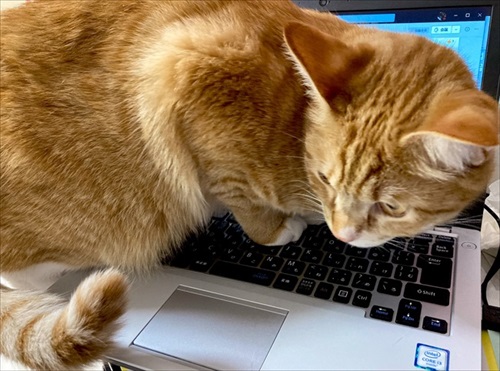 猫のことは把握済