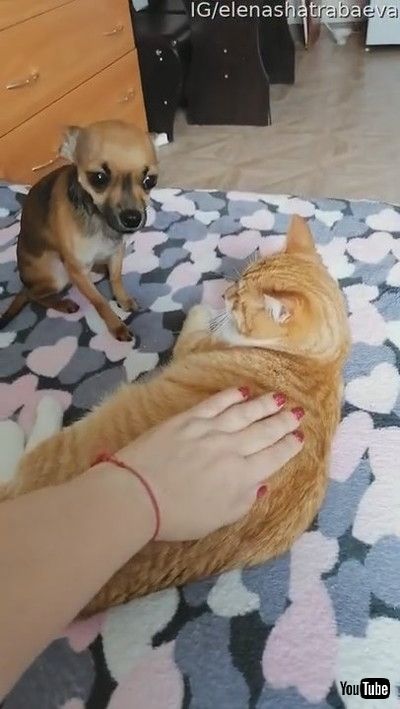 「Jealous Doggy Doesn't Like Cat Receiving Pats || ViralHog」