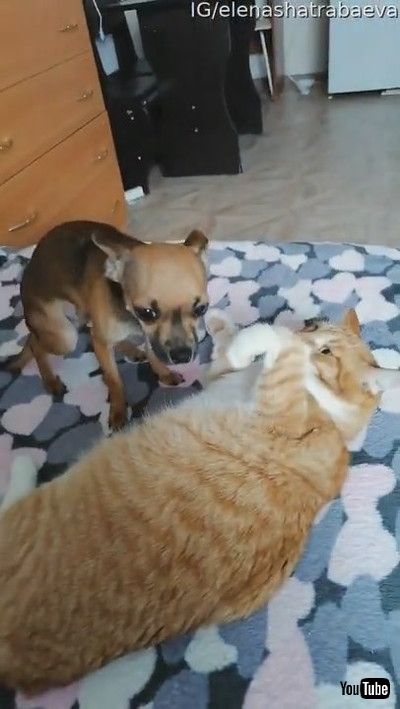 「Jealous Doggy Doesn't Like Cat Receiving Pats || ViralHog」
