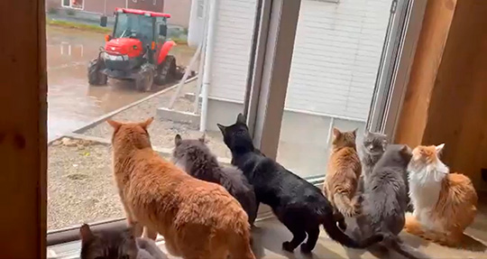 田植え猫