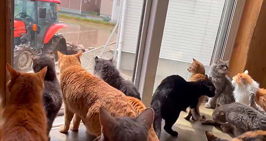 Cat house  柚の家さん