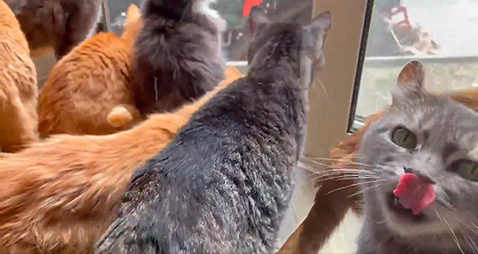 Cat house  柚の家さん