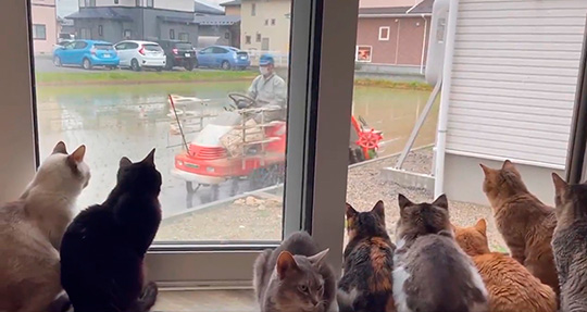 Cat house  柚の家さん