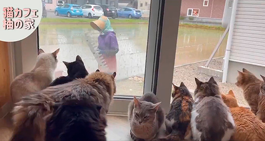 Cat house  柚の家さん