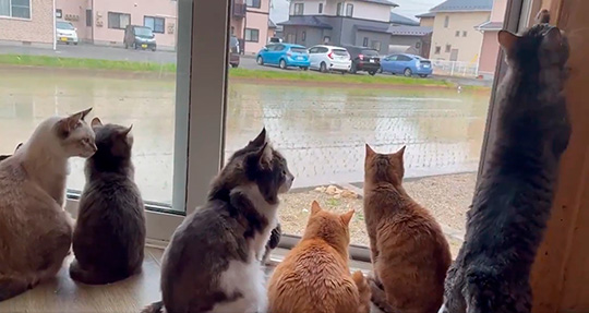 Cat house  柚の家さん