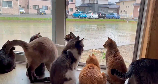 Cat house  柚の家さん