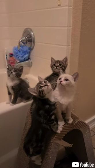 4匹の子猫のシンクロ