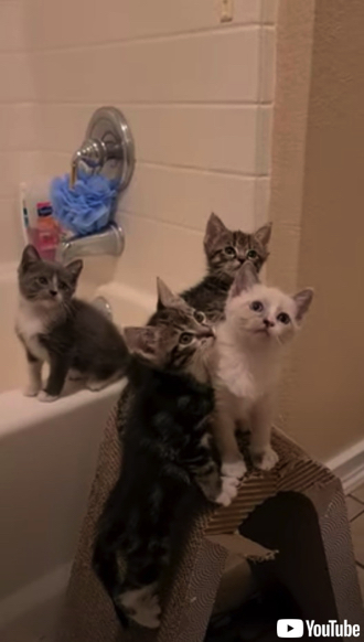 4匹の子猫のシンクロ