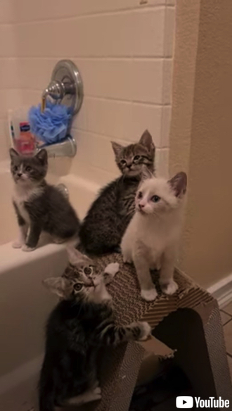 4匹の子猫のシンクロ