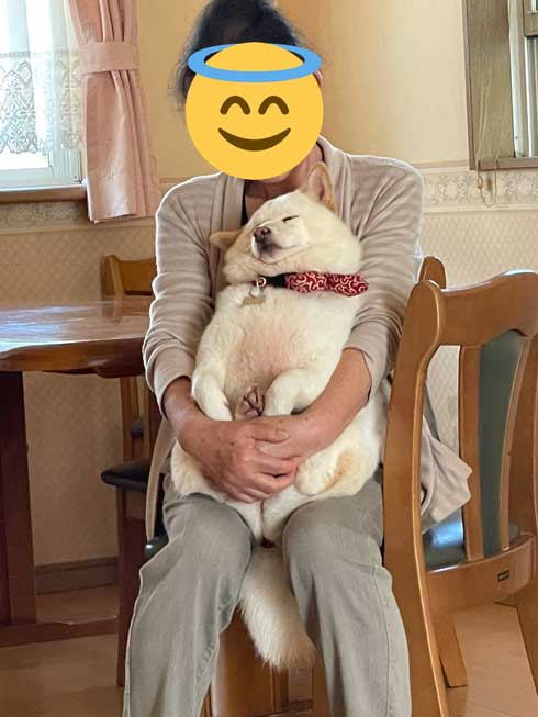 柴犬おばあちゃん