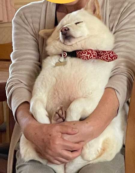 犬 おばあちゃん 抱っこ すぐ寝る 白柴 だいふく 寝顔 かわいい