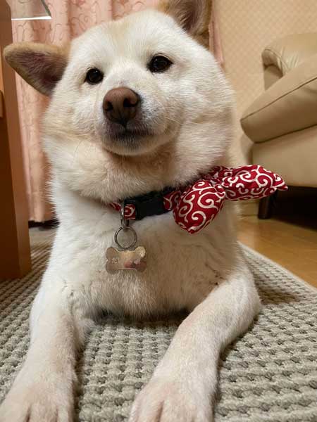 犬 おばあちゃん 抱っこ すぐ寝る 白柴 だいふく 寝顔 かわいい