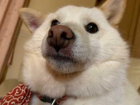 犬 おばあちゃん 抱っこ すぐ寝る 白柴 だいふく 寝顔 かわいい