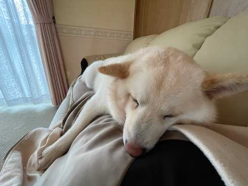 犬 おばあちゃん 抱っこ すぐ寝る 白柴 だいふく 寝顔 かわいい