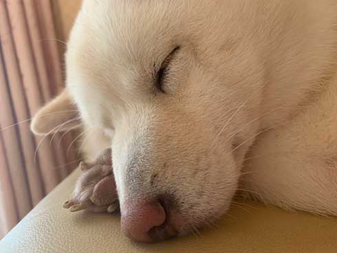 犬 おばあちゃん 抱っこ すぐ寝る 白柴 だいふく 寝顔 かわいい