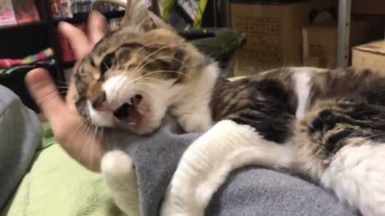猫 ヤマダ 腕 抱きつき ハグ 鳴き声 かわいい 回復バフ 動画